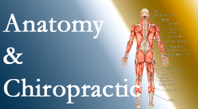 Dr. Hoang's Chiropractic Clinic confidently delivers chiropractic care based on knowledge of anatomy to diagnose and treat spine related pain.