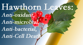 Dr. Hoang's Chiropractic Clinic shares new research regarding the flavonoids of the hawthorn tree leaves’ extract that are antioxidant, antibacterial, antimicrobial and anti-cell death. 