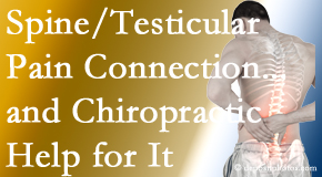 Dr. Hoang's Chiropractic Clinic shares recent research on the connection of testicular pain to the spine and how chiropractic care helps its relief.
