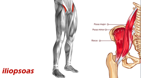 Montreal Back Pain and Iliopsoas Muscle Link