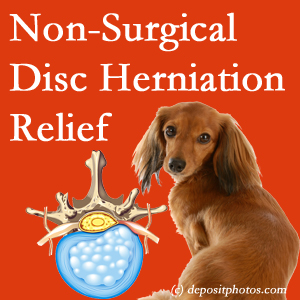 Often, the Montreal disc herniation treatment at Dr. Hoang's Chiropractic Clinic effectively reduces back pain for those with disc herniation. (Veterinarians treat dachshunds’ discs conservatively, too!) 