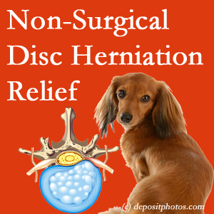 Often, the Montreal disc herniation treatment at Dr. Hoang's Chiropractic Clinic effectively reduces back pain for those with disc herniation. (Veterinarians treat dachshunds’ discs conservatively, too!)