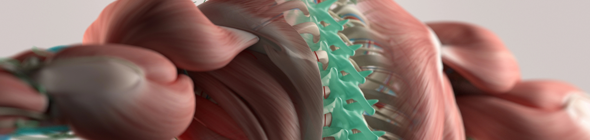 Montreal thoracic spine