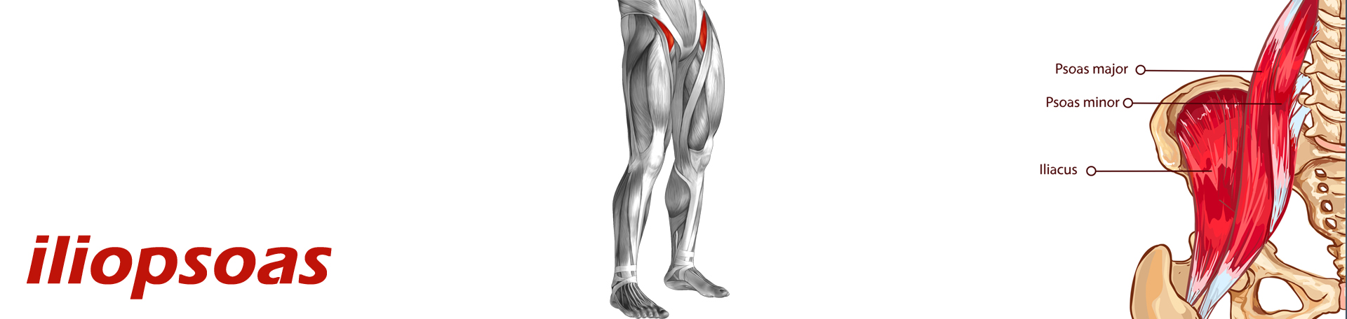 Montreal Back Pain and Iliopsoas Muscle Link