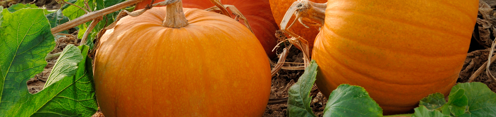 Montreal Pumpkin Leaves’ help for degenerated discs
